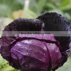 Chinese Fat Red Cabbage Fresh Purple Cabbage thumbnail-5