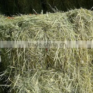 Rhode Grass Hay , Hay for Animal , Grass Hay Bale, Rhode Grass Bale, Dry Hay Bale thumbnail-1