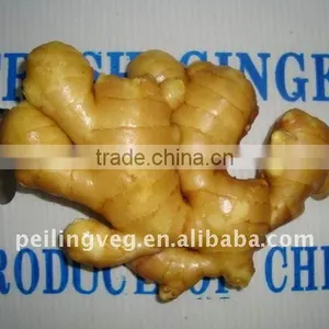 Chinese Fresh Gingers HOT !HOT! thumbnail-1