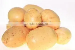 Fresh Healthy Yellow Potato For Sale thumbnail-2