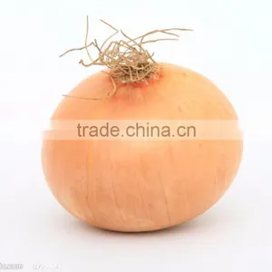 FX-128-3A Normal Type Industrial Onion Peeling Processing Machine thumbnail-6
