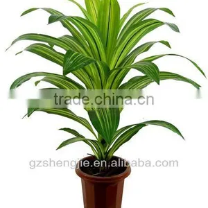 GuangZhou SJ Artificial Plants/artificial Dracaena Fragrans thumbnail-1