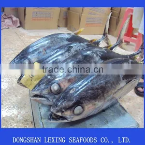 Tuna thumbnail-1