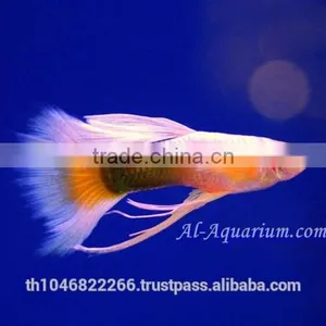 Guppy Fish Fish Farm For Sale and Export / Tropical Fish Exporter Thailand thumbnail-1