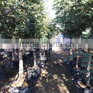 CERATONIA SILIQUA "Carob Tree" thumbnail-5