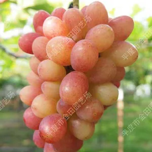 The Seven Star Queen Grape Seedlings Grape Vines thumbnail-1