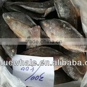 Tilapia thumbnail-4