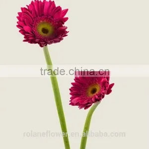 Diversified in Packaging Newest Gerbera Flower Rainbow Gerbera Daisy Flower With 20stems/bundle From Yunnan, China thumbnail-6