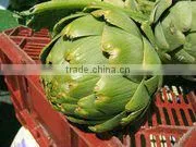 Fresh Artichoke thumbnail-1