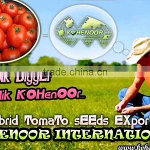 TOP QUALITY HYBRID TOMATO SEEDS (THINK BIGGER ,THINK US! ) thumbnail-1