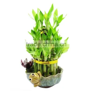 Chinese Guangdong Original Lucky Bamboo thumbnail-2