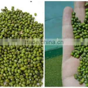 2015 Crop Green Mung Beans, Chinese Green Mung Bean 3.0mm, 3.25mm thumbnail-2