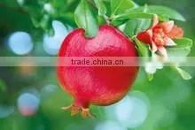 Pomegranate thumbnail-1