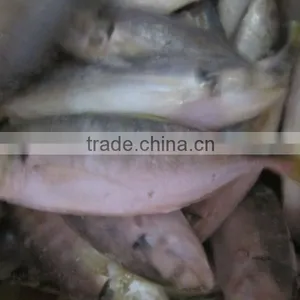 Frozen Yellowtail Scad thumbnail-1