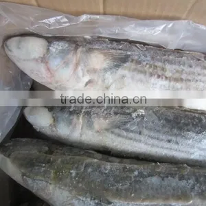 Frozen Grey Mullet Fish Whole Round thumbnail-5