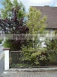 Acer n. Flamingo op Stam Plant, thumbnail-1