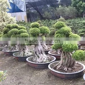 Ficus thumbnail-2