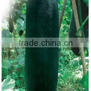 Black Gourd Big Vegetable Seeds High Quality Seeds thumbnail-1