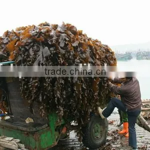 Natural Abalone Feed Dried Kelp Seaweed Raw Materials and Small Pieces thumbnail-2