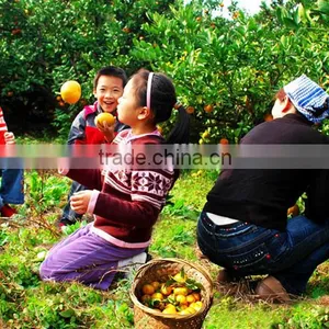 Neweek Agricultural Tractor Mounted Garden Fruit Tree Orchard Sprayer thumbnail-6
