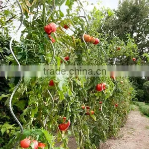 Pvc Coated Tomato Spiral Plant Support thumbnail-4