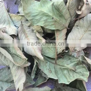 GUAVA TEA thumbnail-1