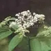 Elderberry Anthocyanin thumbnail-1