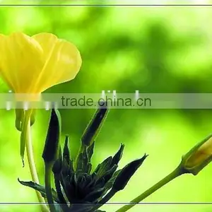 Pure Evening Primrose Seed Oil Producer thumbnail-1