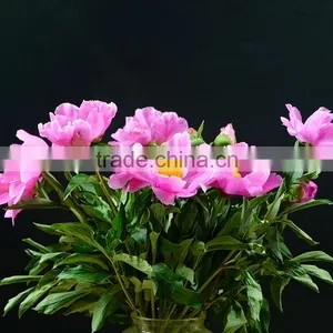 China Hot Sell Small Peony thumbnail-3