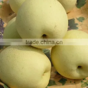 Fresh Ya Pear Supplier thumbnail-1