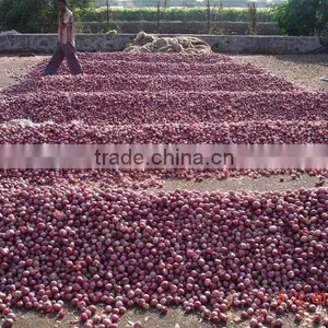 Red Onion thumbnail-1