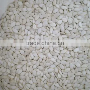 Pumpkin Seeds Snow White 13mm+ thumbnail-1
