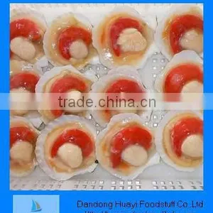 Scallop thumbnail-1