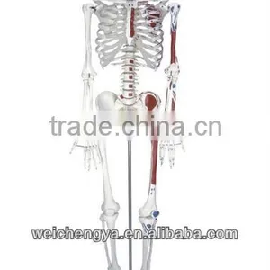 85cm Skeleton With Painted Muscles on Pelvic Mounted Base thumbnail-1