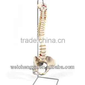 Life-Size Vertebral Column With Pelvis thumbnail-1