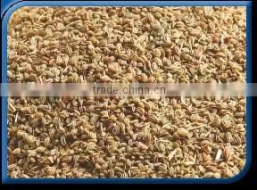 Celery Seeds thumbnail-1