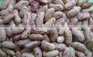 we Are Supply Speckled Kidney Beans With Good Quality for Sale thumbnail-2