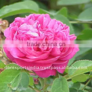Natural Rose Water thumbnail-1