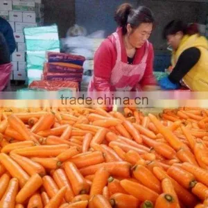 Fresh Carrot thumbnail-3