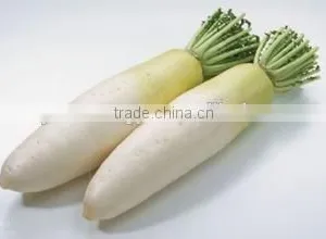 Radish thumbnail-2