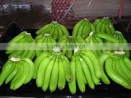 CAVENDISH BANANA GREEN BANANA MANUFACTURER BANANA EXPORTER BANANA SUPPLIER BANANA TURKEY BANANA MERSIN thumbnail-1