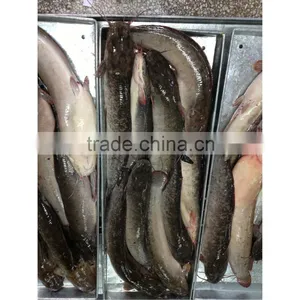 Best Quality Bulk Catfish Fillets on Sale thumbnail-1
