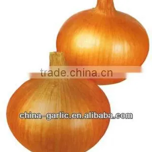 New Season!!! Fresh Onion in China 2013'' thumbnail-1