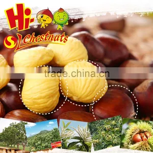 Tianjin Chestnut thumbnail-5