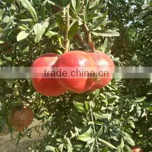 Sweet Wonderful Pomegranate thumbnail-1