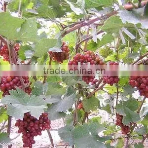 Hongti Grapes thumbnail-1