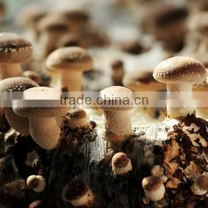 2016 New Crop Canned Shiitake thumbnail-3