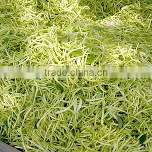 Chinese Herbal Dried Honeysuckle Flower Healthy and Natural thumbnail-1