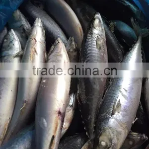 Sea Frozen Mackerel 500-750g 2016 thumbnail-4