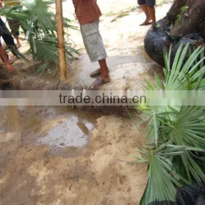 Trachycarpus Fortunei Cold Palm thumbnail-1